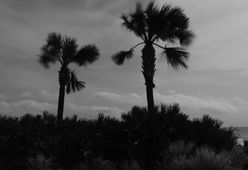 Breezy palms 3